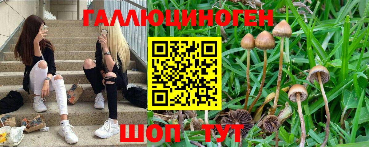Псилоцибиновые грибы Psilocybine cubensis  цена наркотик  Вход с VPN  Набережные Челны  Псилоцибиновые грибы Cubensis 